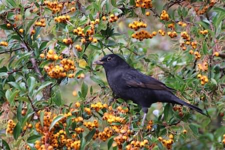 Blackbird female