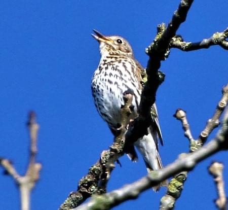 Mistle Thrush