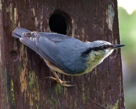 Nuthatch