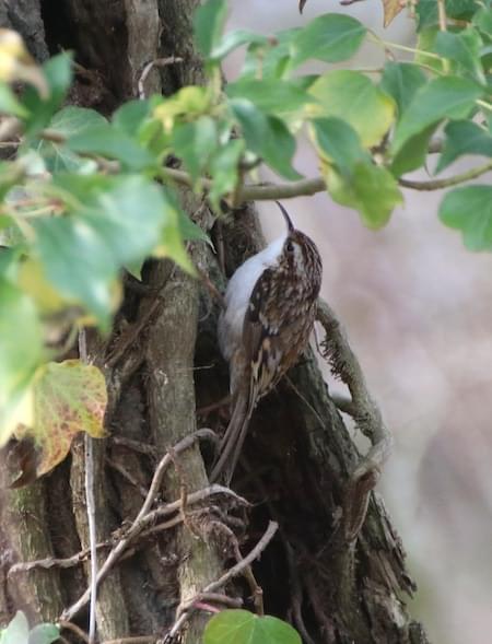 Tree Creeper