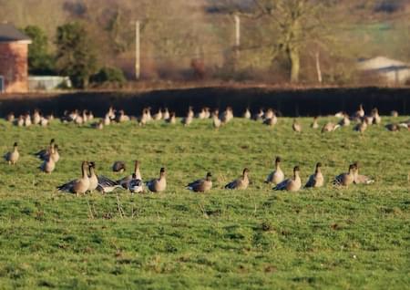 Pink Footed Geese