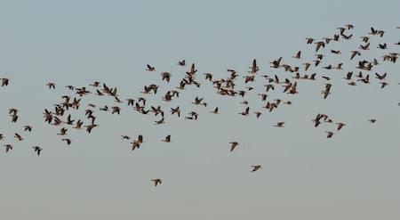 Pink Fleet in Flight