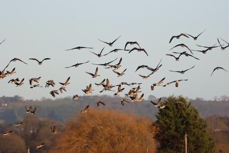 Pink Fleet in Flight