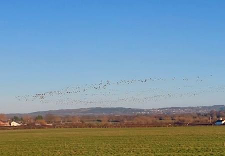 24 Pink feet over Stamford Lane