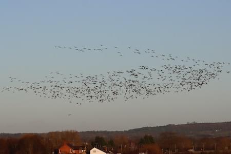 24 Pink feet over Stamford Lane