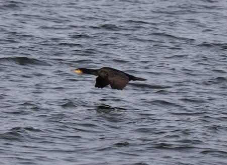 Cormorant