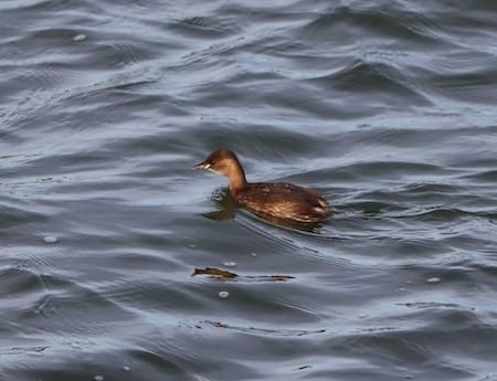 Little Grebe