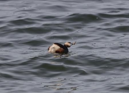 Little Grebe