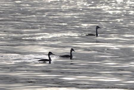 Great Crested Grebe