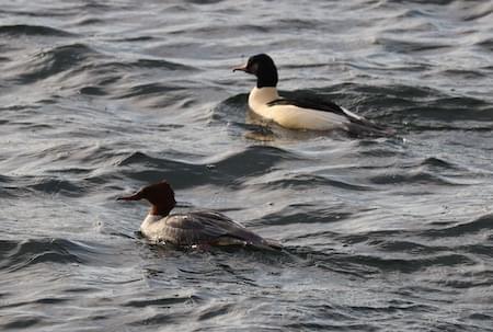 Goosander