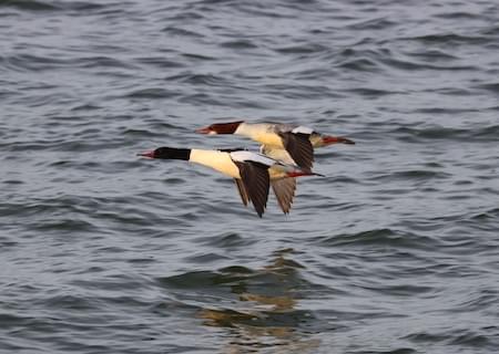 Goosander