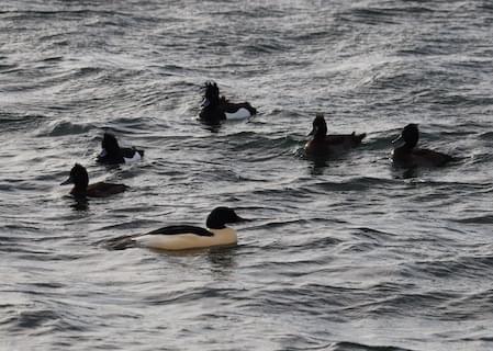 Goosander and Tufted Ducks