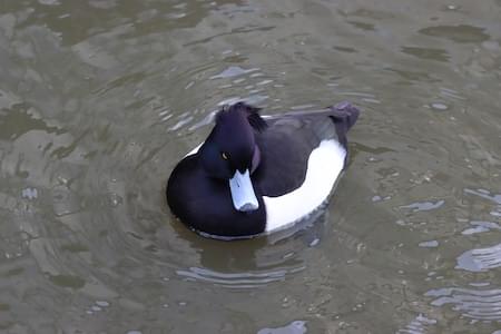 Male Tufted Duck