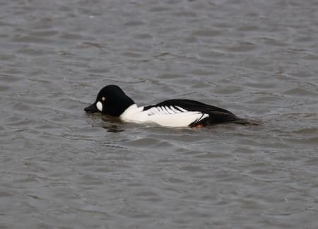 Goldeneye Male