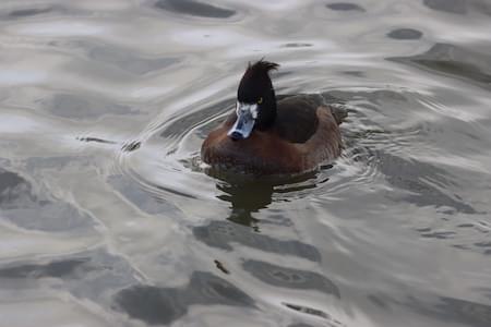 Female Tufted Duck