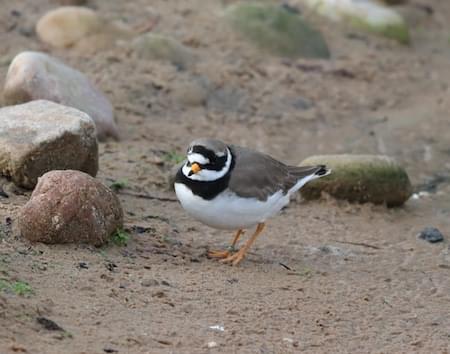 Ringed Plover