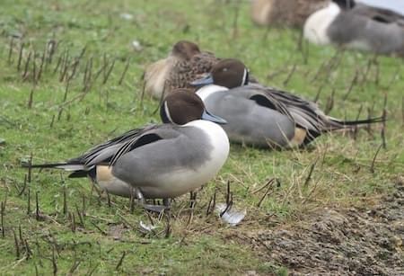 Pintail Ducks