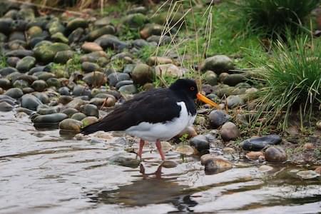 Oystercatcher