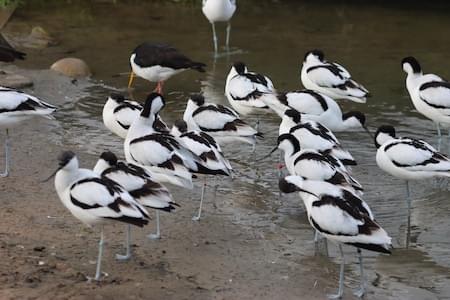 Avocets