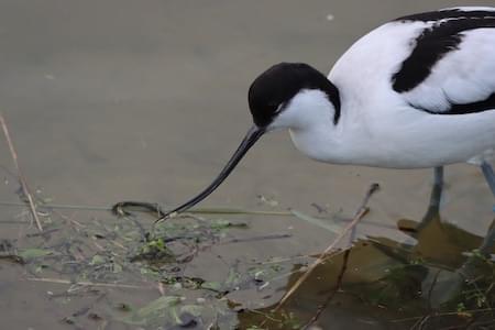 Avocet bill