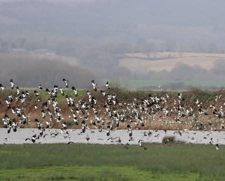 Lapwing