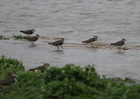 Lapwing