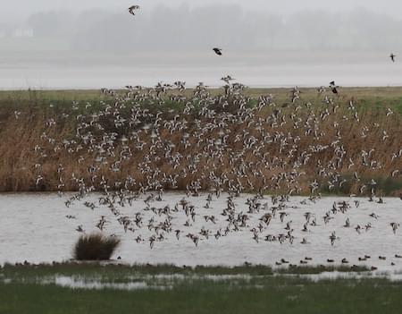 Bar Tailed Godwits in flight