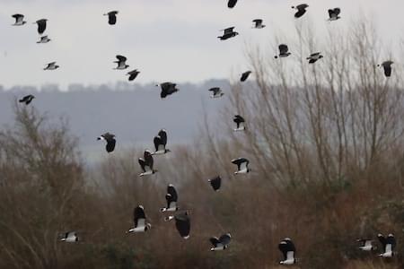 Lapwing in flight