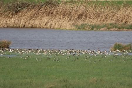 Lapwing and Bar Tailed Godwits