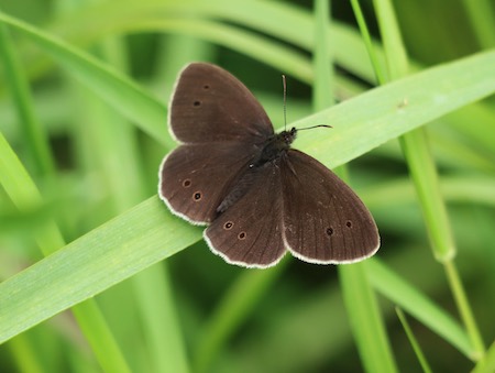 Ringlet Butterfly