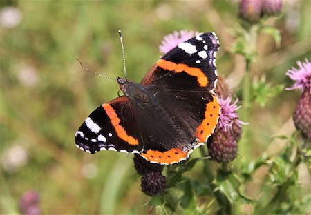 Red Admiral