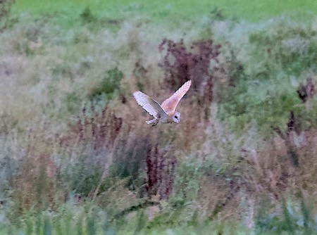 Barn Owl taken by Joe