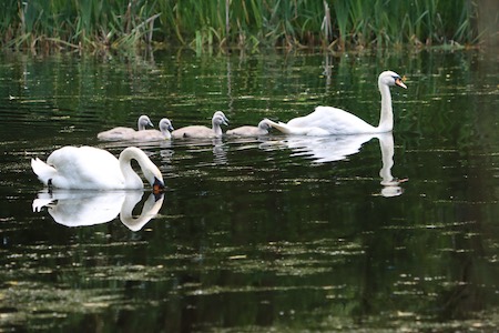 Walk Mill Swans