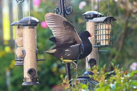 Moorhen