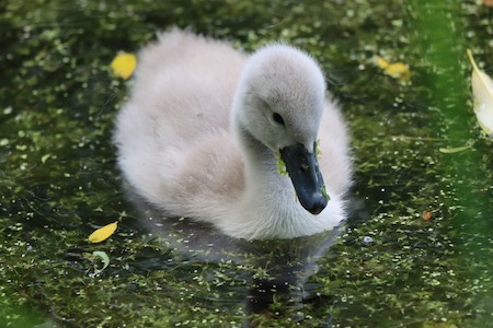 Cygnet