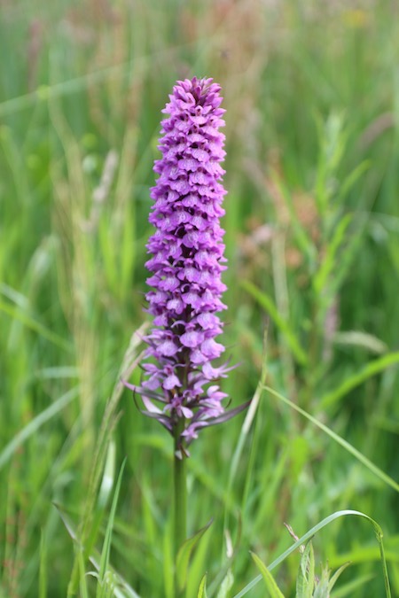 Common Spotted Orchid