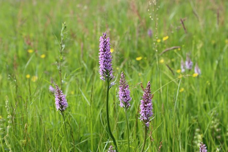 Orchids in Legion Meadow, Christleton