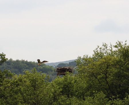 Osprey above the nest