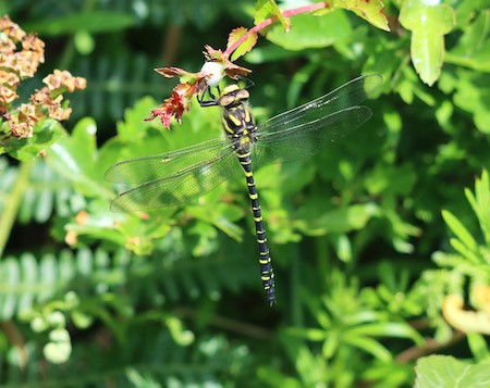 Golden Ringed Dragonfly