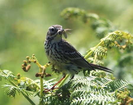 Meadow Pipit