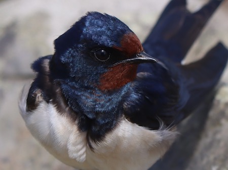 Close up of a Swallow