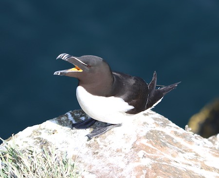 Razorbill