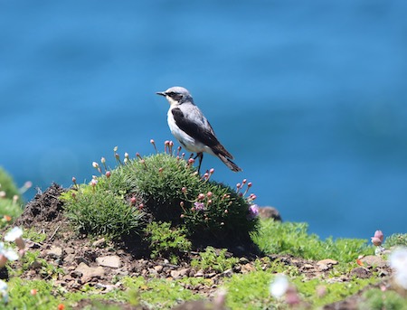 Wheatear