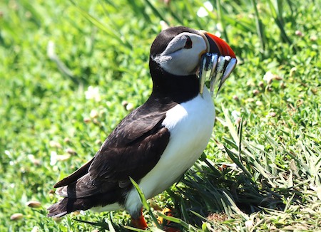 Puffin