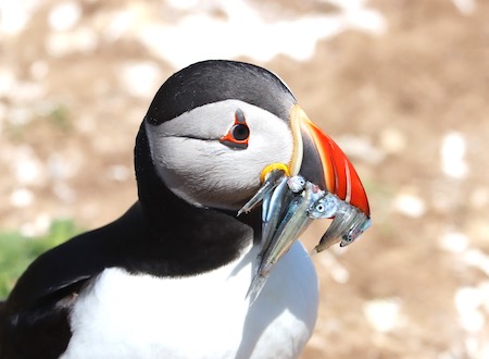 Puffin with catch