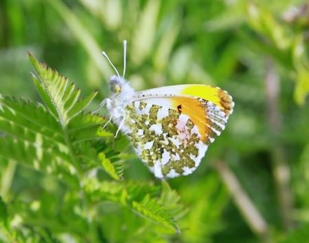 Orange Tip Butterfly - Wings Closed