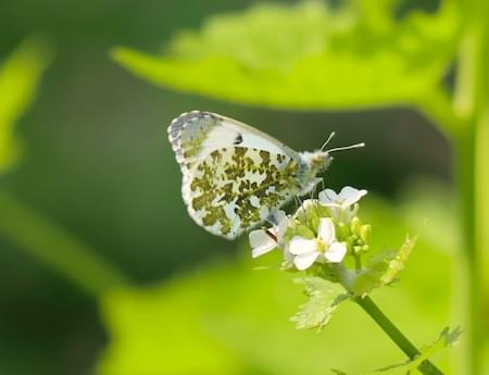 Orange Tip Butterfly - Female