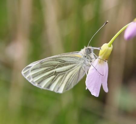 Green Veined White Butterfly