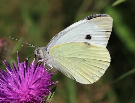 Large White Butterfly