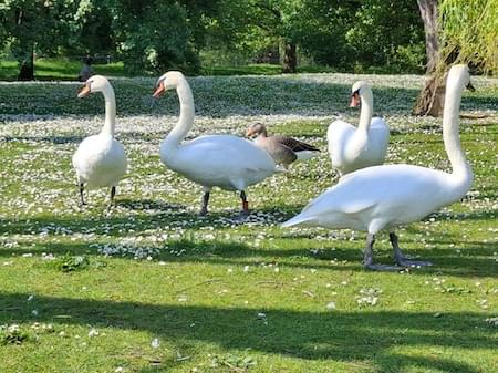 Swans on the Serpentine Lake